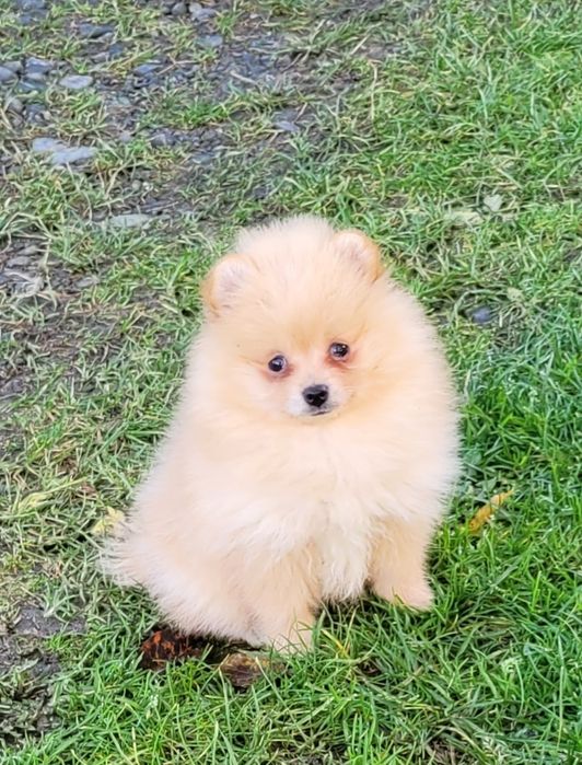 Szpic miniaturowy-dziewczynka