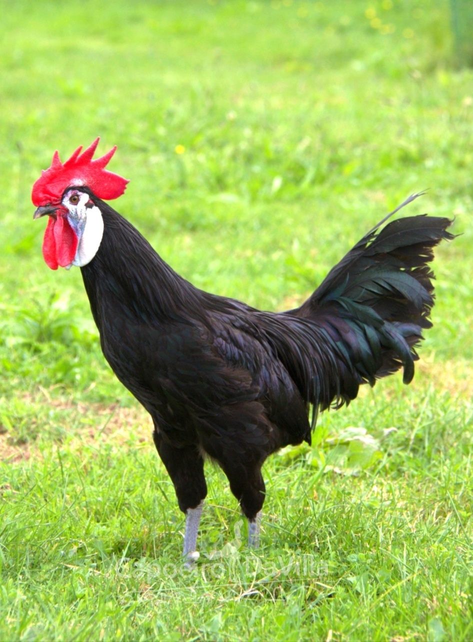 Cara de Palhaço (pintos)