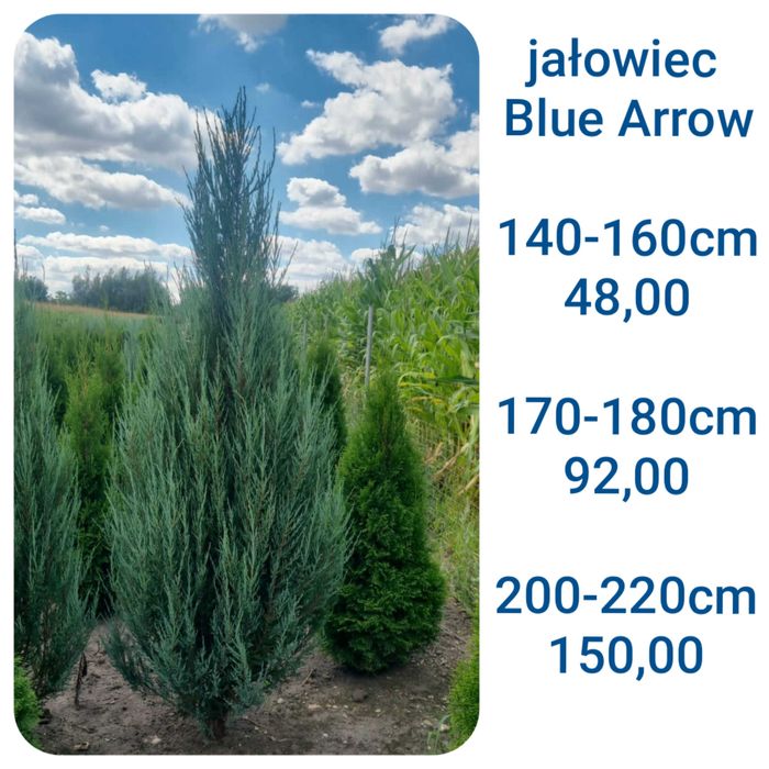 jałowiec kolumnowy Blue Arrow Skyrocket 140, 160, 170