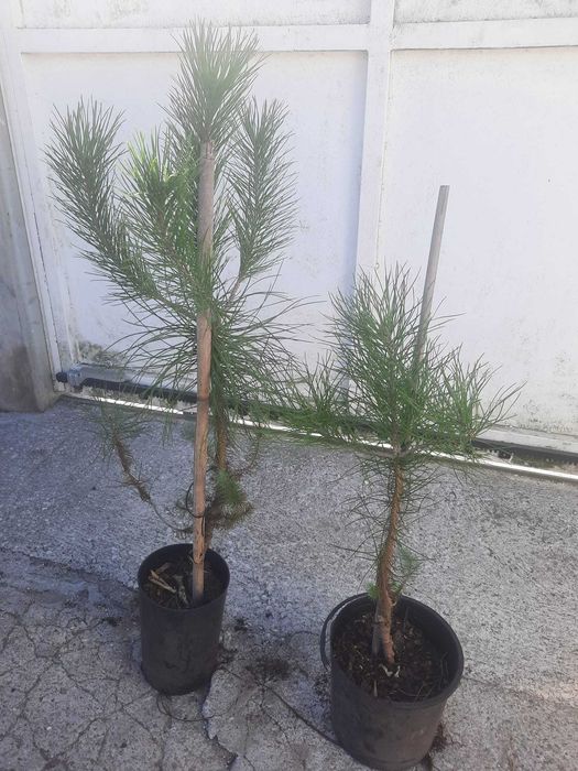 Pinheiros Mansos (Pinus pinea)