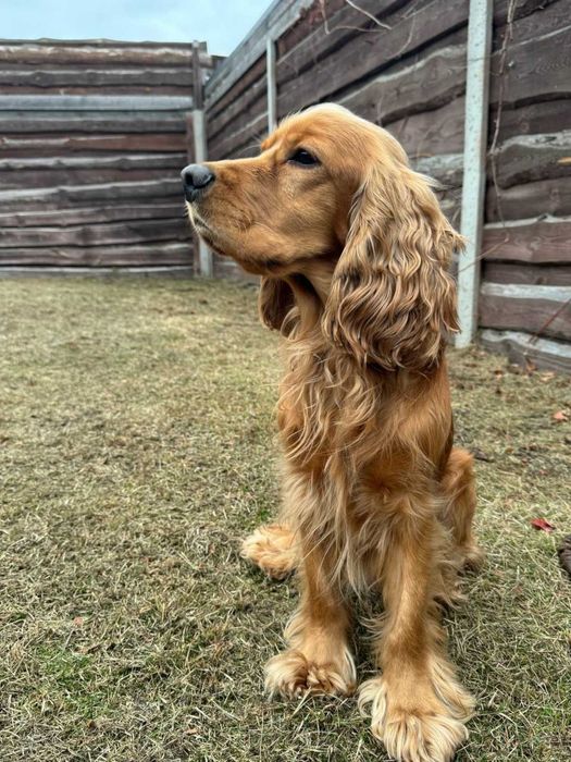 Вязка. Английски кокер-спаниель