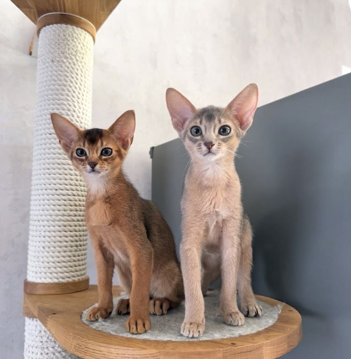 Абіссинські кошенята