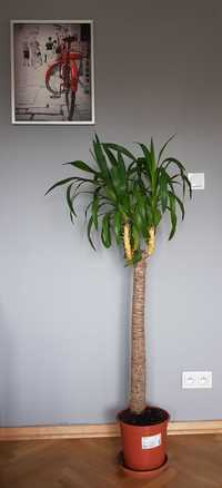 Piękna Palma juka yucca elephantipes - 150 cm