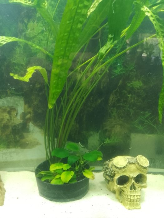 Kryptokoryna. Anubias duże sadzonki