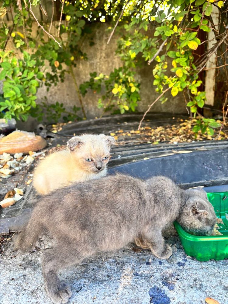 Висловухі котики безкоштовно