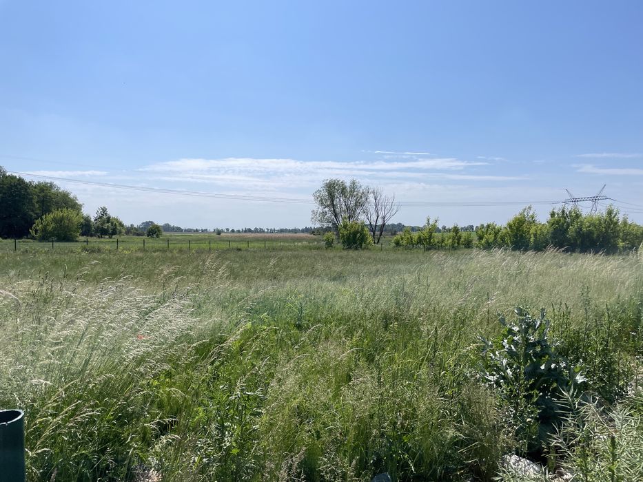 Oddam za darmo siano, trawa dla koni, zwierząt, bydła