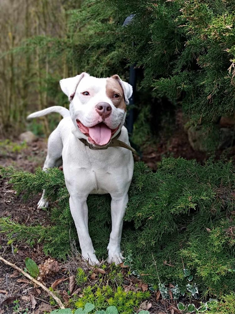 Dino Szuka Domu Tymczasowego z Możliwością Stałej Adopcji!