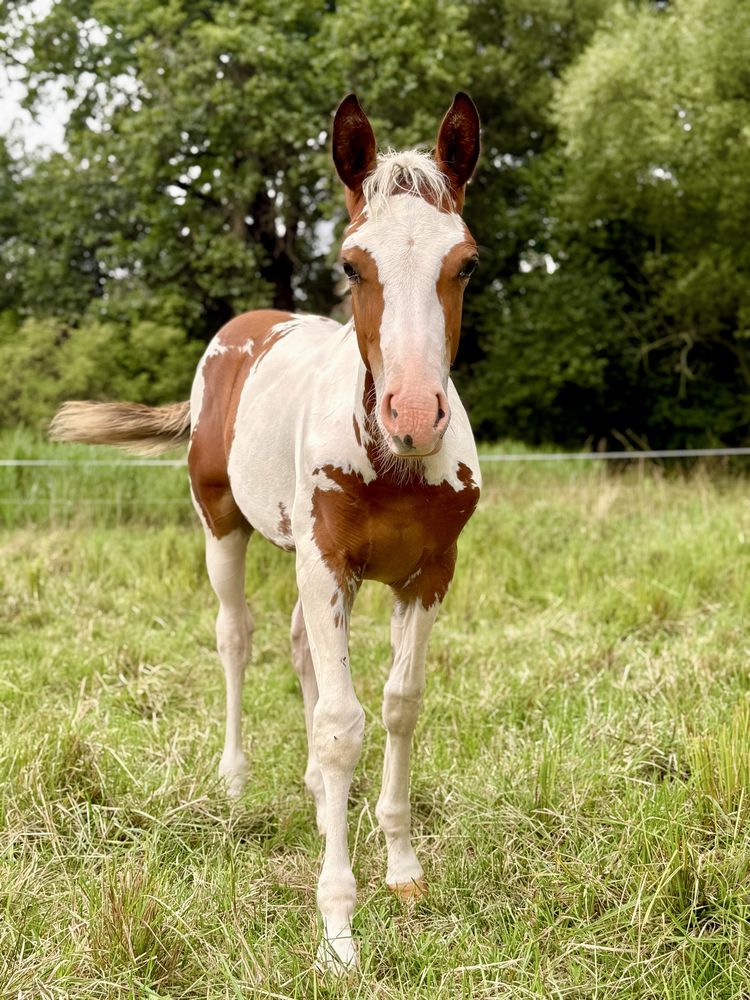 Ogierek American Paint Horse