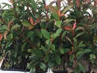 Photinias Red Robin