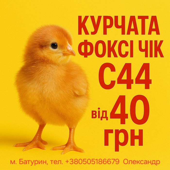 Курчата Фоксі Чік С44 (Gold)