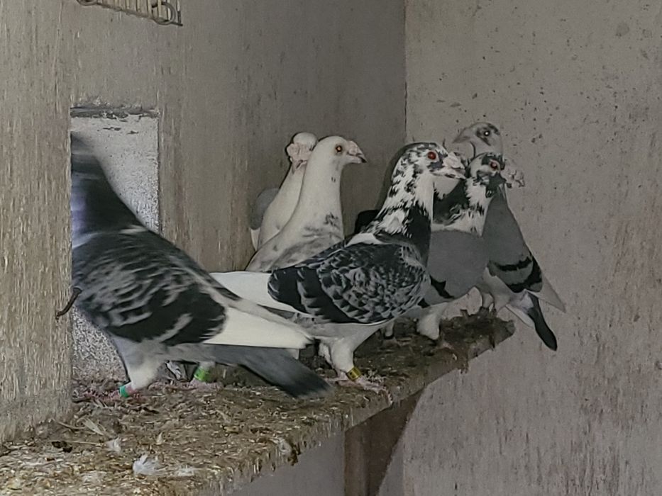 Gołębie Staropolskie