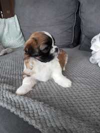 Sunia rasy shih tzu