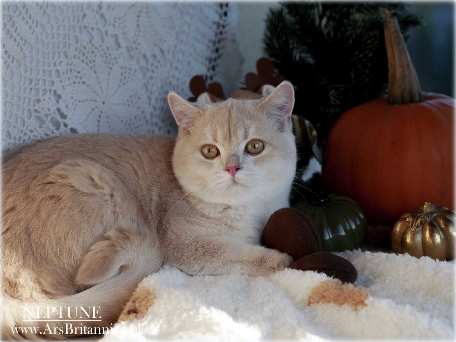 Jedyny Kocurek brytyjski Płowy Złoty Szynszylowy na olx! Neptune py12