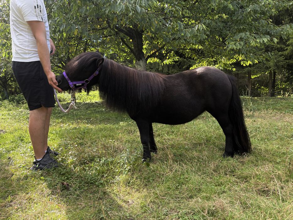 Klacz mini szetland 4-letnia kuc/kucyk