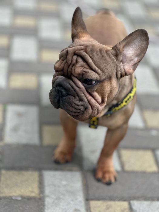 Французский бульдог міні- в типі вельвет біг роп. В'язка.