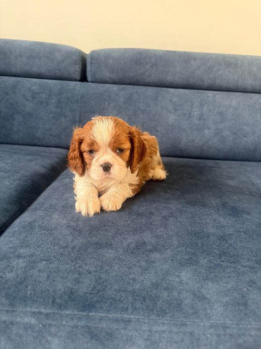 Cavalier King Charles Spaniel piesek