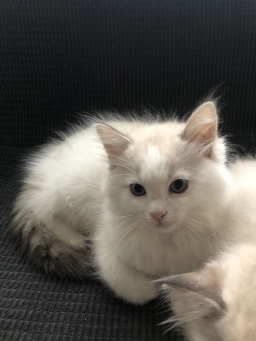 Maurycy kocurek ragdoll