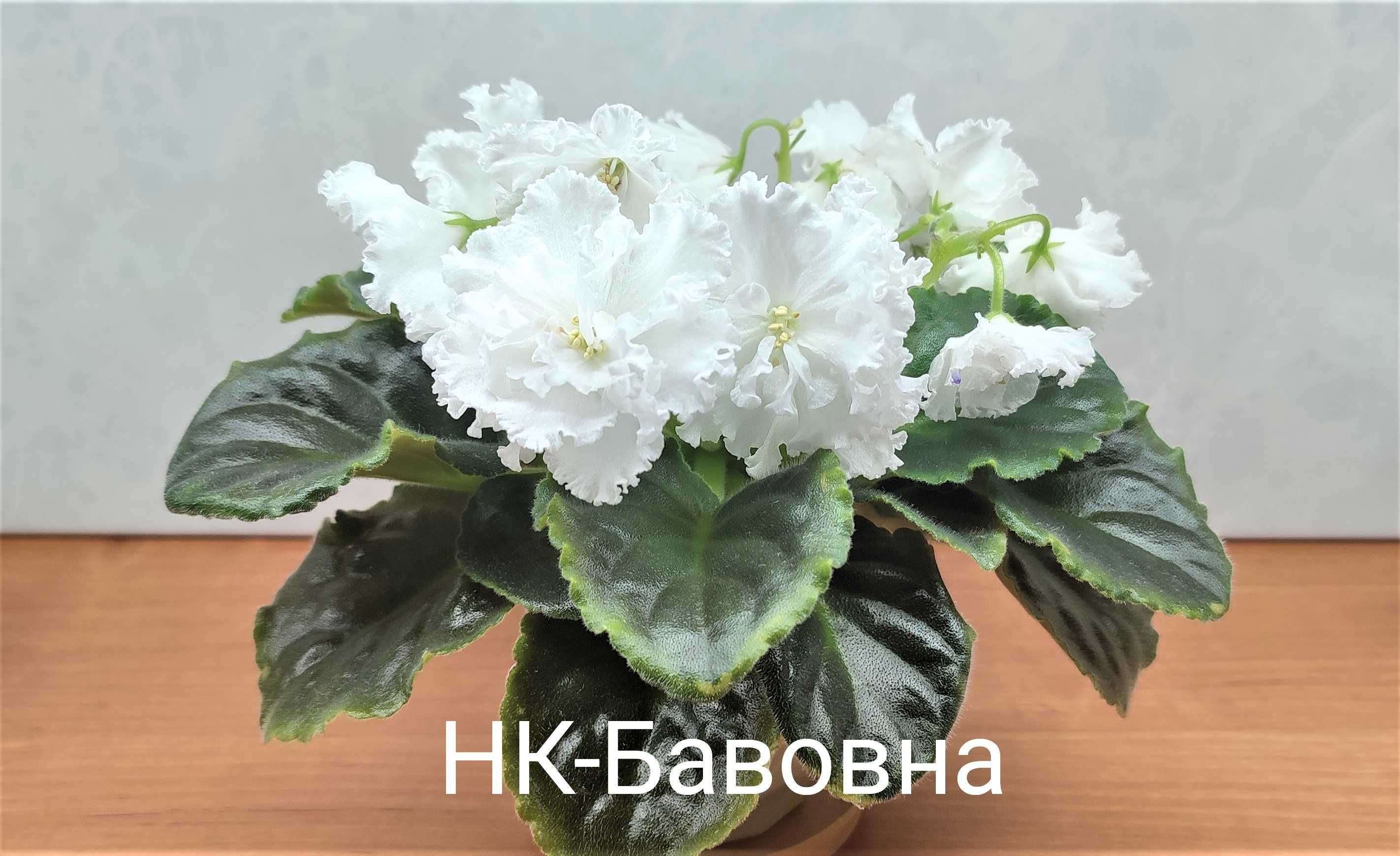 Фіалки. Сенполії. Продам листочки.