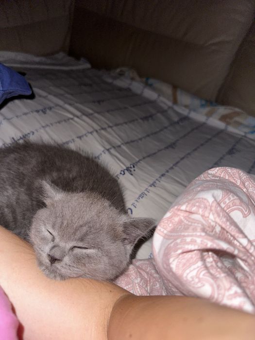 Чудесные прямоухие шотландские котята