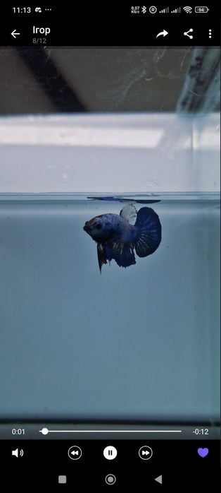 Півники власного розведення