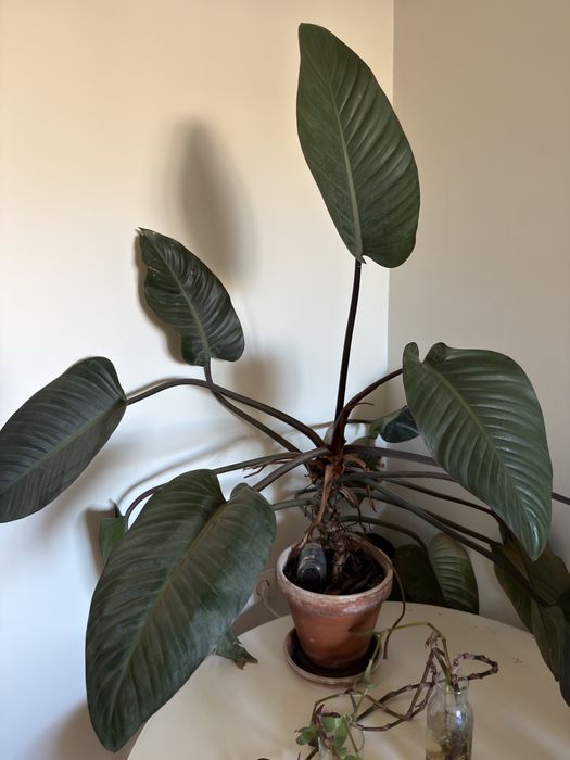 Vendo plantas - vários tamanhos