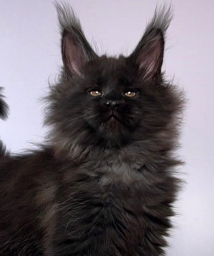 На продаж кошенятка Maine coons