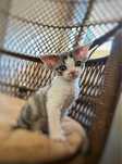 Chlopiec Devon Rex - idealny