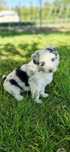 Border Collie Chlopak