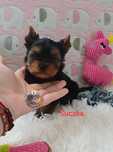 Śliczna suczka Yorkshire Terrier Carrier