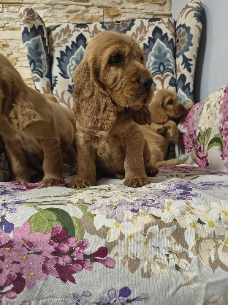 Okazja ze względu na sytuacje rodzinną!  Piękne Cocker spaniel