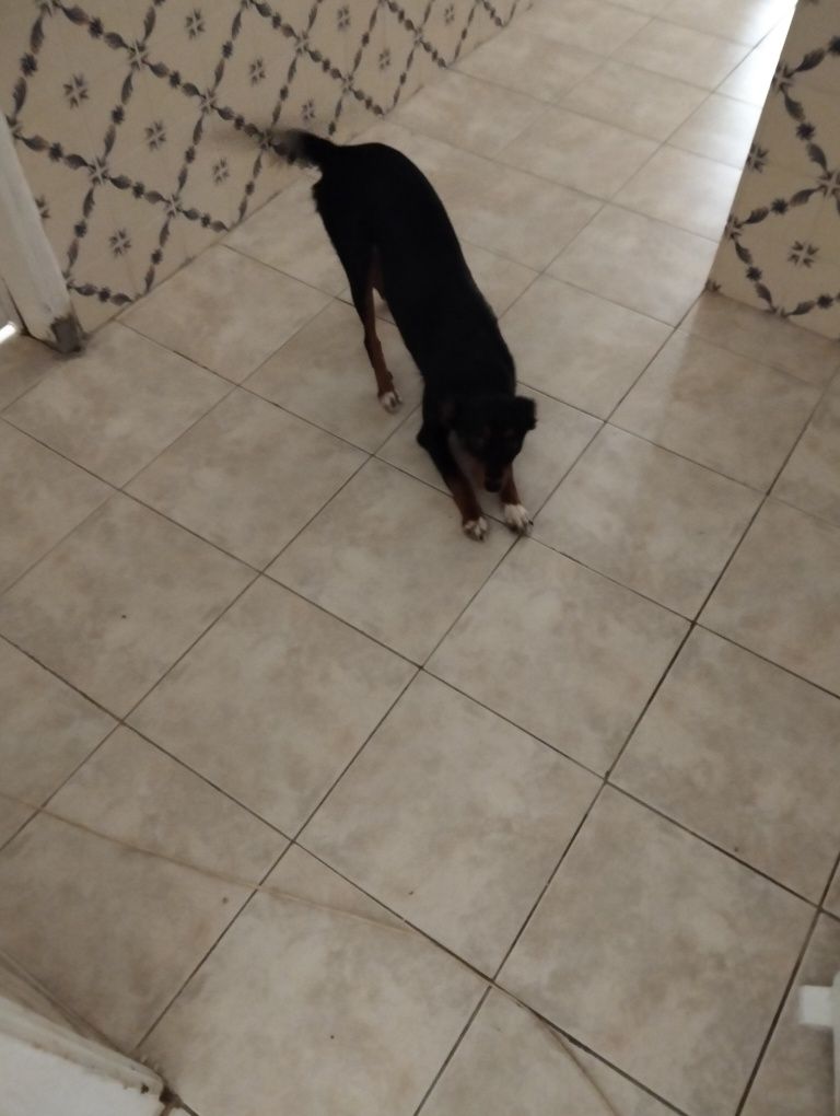 Dou cadela para adoção