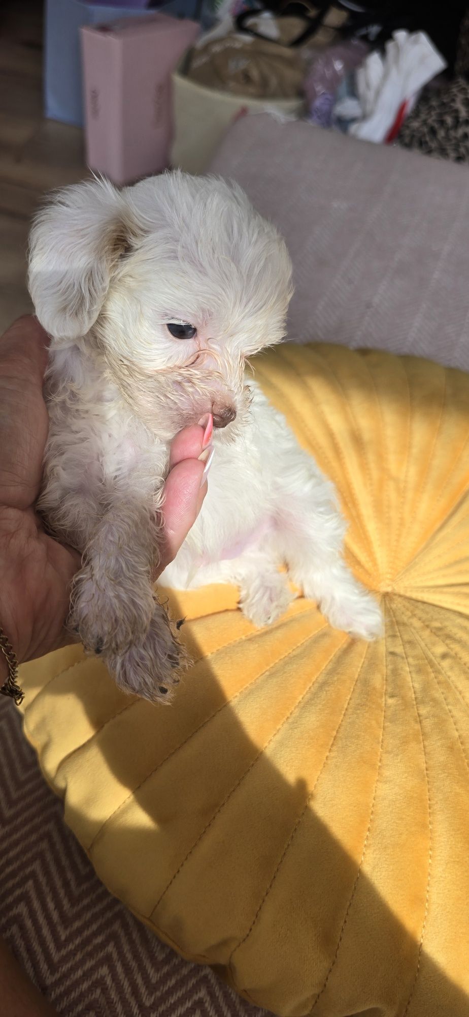 Malutki Maltipoo