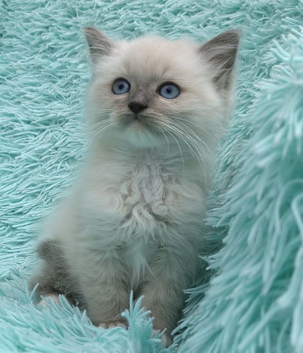 Kocurek Ragdoll     .