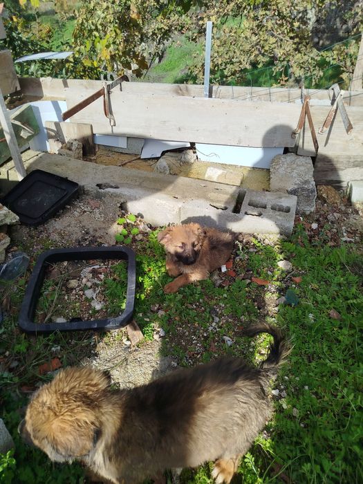 Procura-se Famílias Amorosas! Adoção Responsável de Filhotes