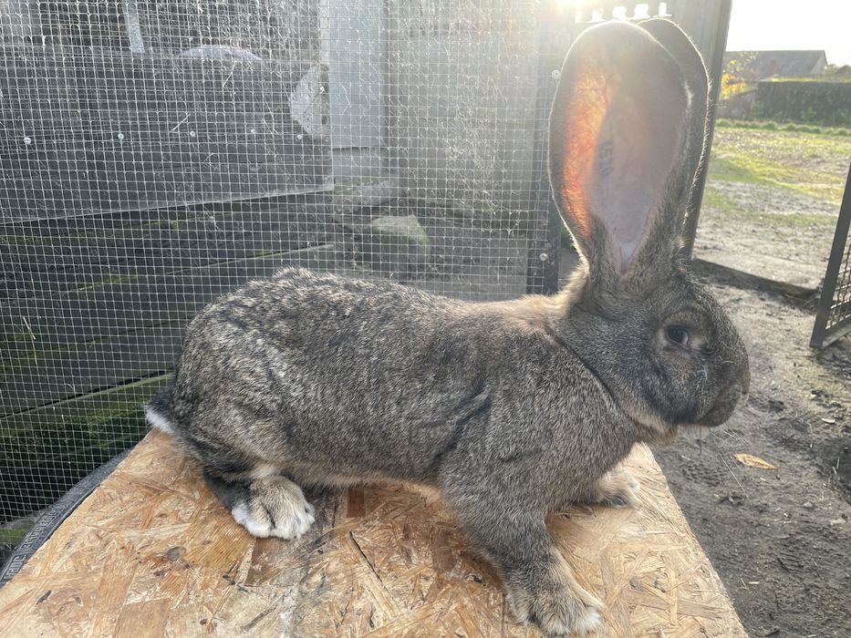 Olbrzym Belgijski Szary SAMICA