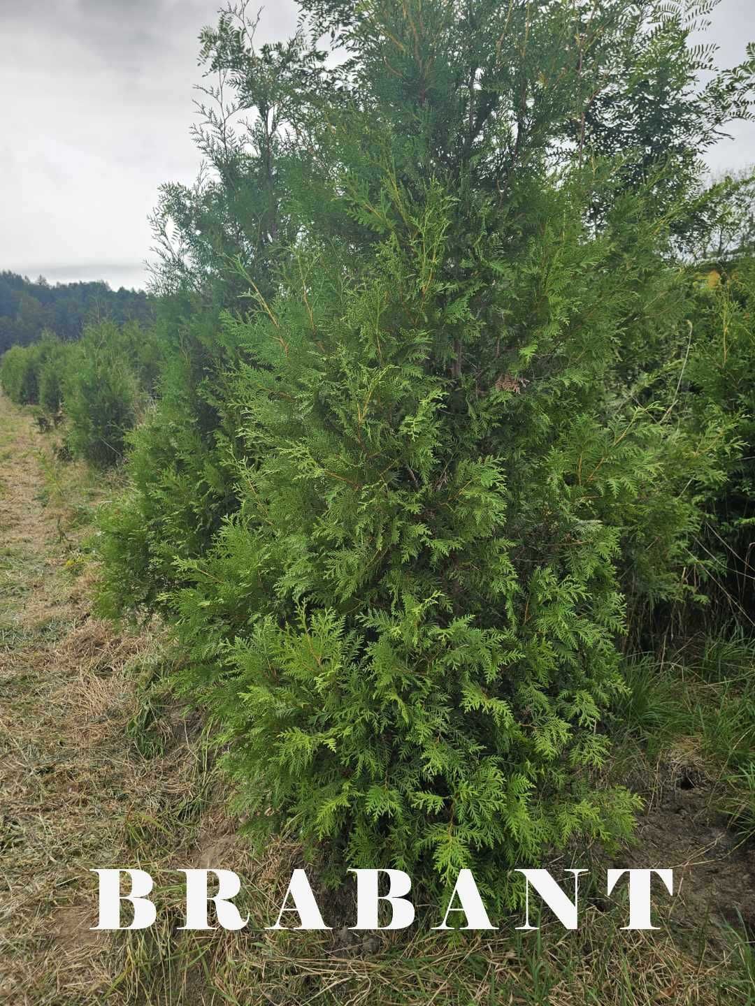 Tuja Brabant/Szmaragd 250 , 220 cm SADZIMY (dostawa GRATIS cały kraj)