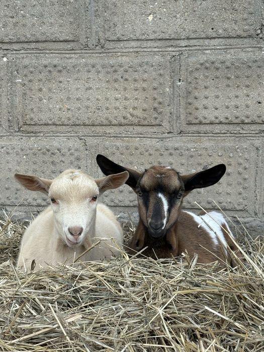 Koziołki dwu miesieczne