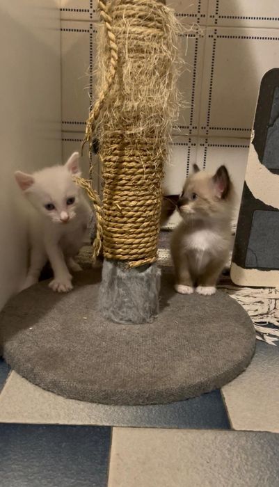 Gatinhos para adoção responsável