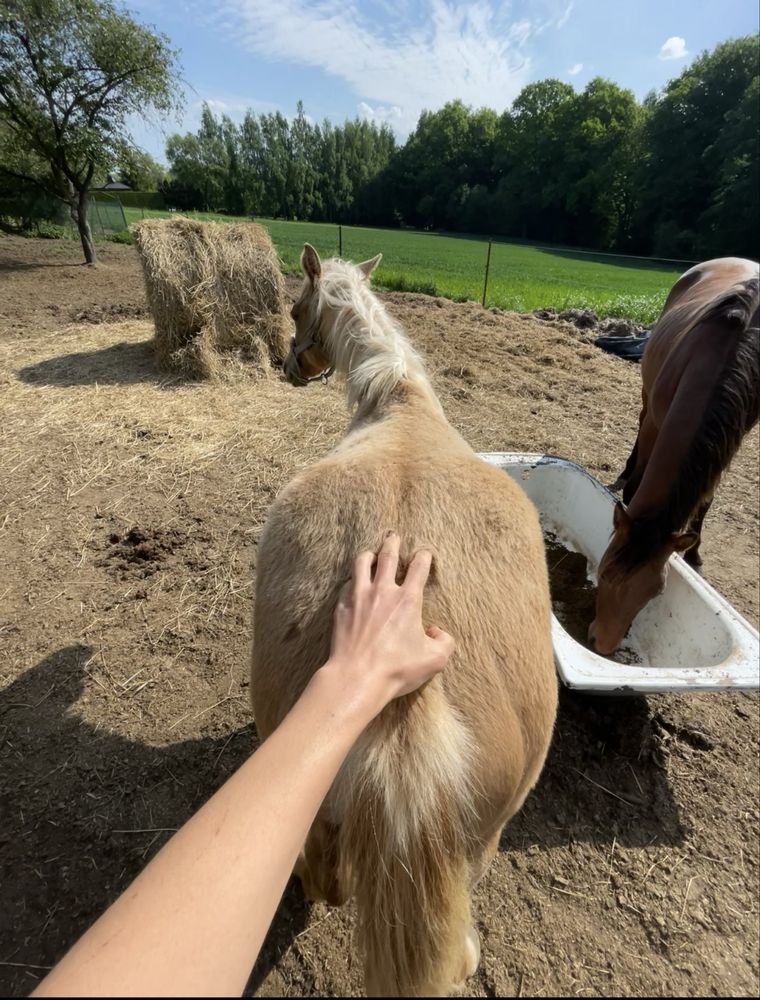 Klaczka AQH PALOMINO z rzadkim rodowodem