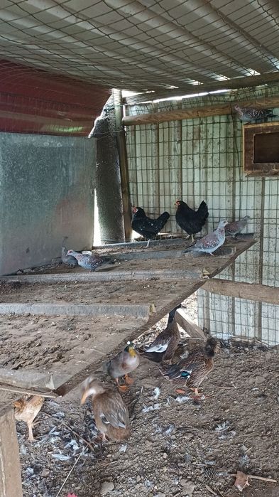 Pombas da guine 2 casais