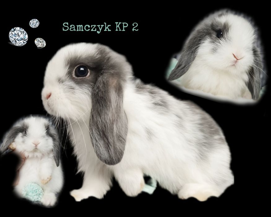 Mini lop królik króliczek miniaturka hodowla szczepienie samczyk