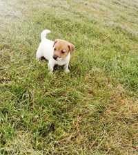 Sprzedam Śliczną suczke Jack Russell Terrier