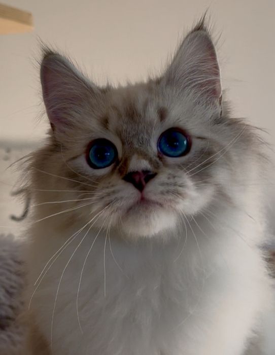 Koty Neva Masquerade i Syberyjskie