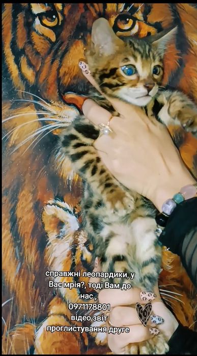 Бенгальські леопардики, для Вас родина