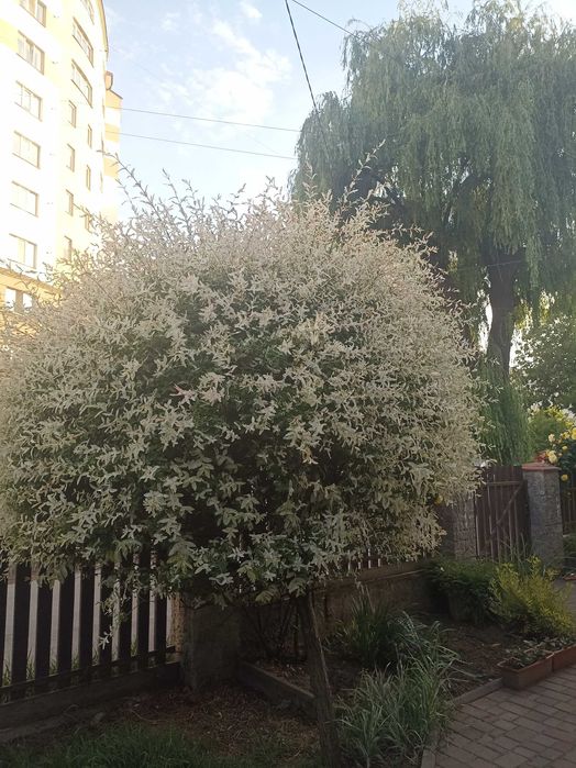 Верба Хакуро Нішікі 10 річна 2м