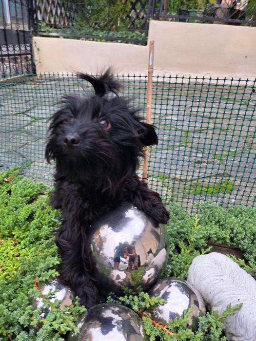 Yorkshire terrier