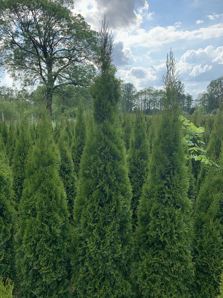 Tuja szmaragd 1,80m szkółka