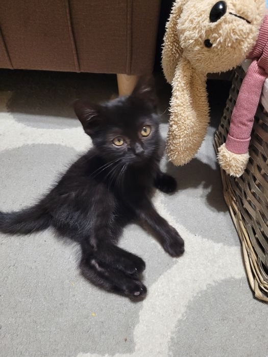 Oddam czarną kotkę