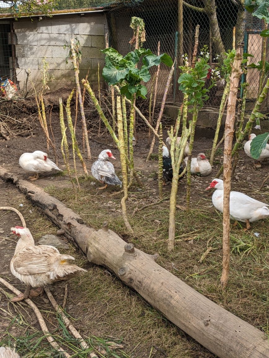 Patos mudos - Vila Real