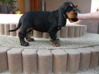 cocker spaniel angielski
